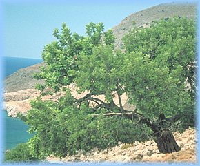 Sphakia Survey front page image